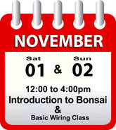 Introduction to Bonsai - November 1st & 2nd 2025